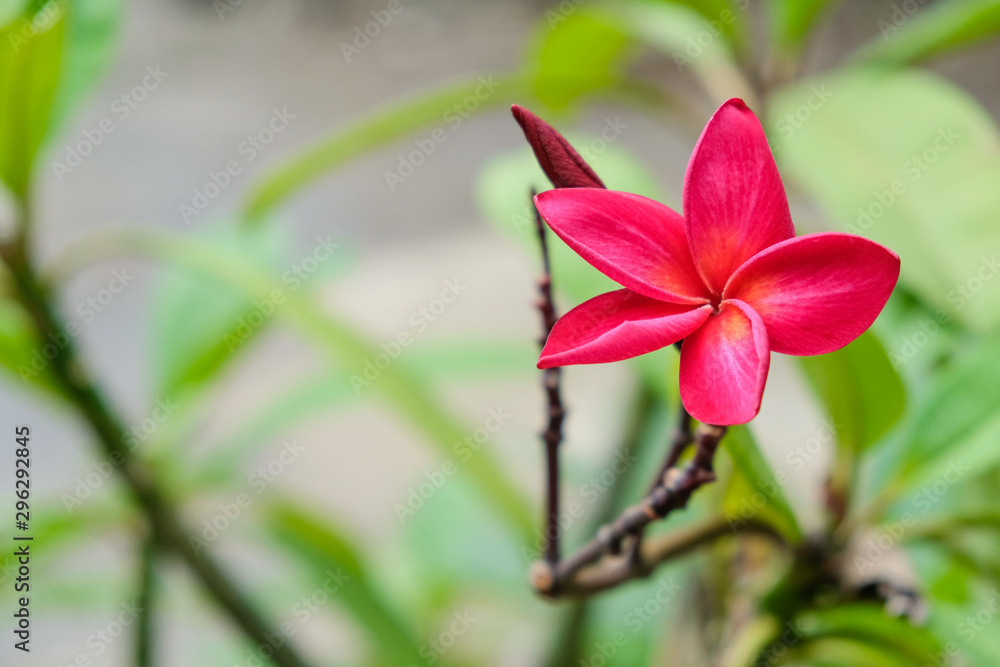Fototapeta premium red Plumeria green garden