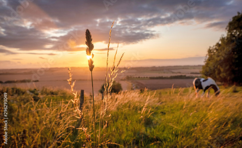 Fototapeta Konie wypasane w wiejskim krajobrazie w ciepłym świetle słonecznym z niebieskimi żółtymi i pomarańczowymi kolorami pasące się na trawach i rozpościerającym się widokiem w avesbury w Anglii