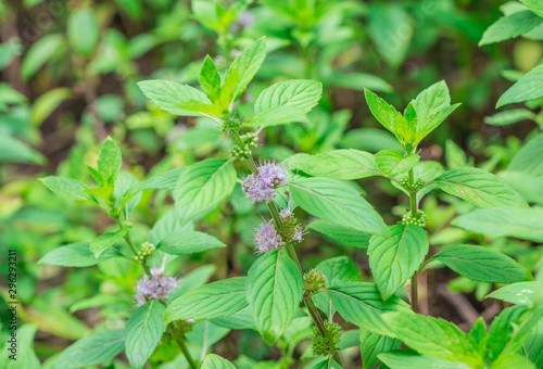 Clusters of small purple flowers of Japanese mint, Corn mint, Field mint (Mentha Canadensis) are blooming with fresh green leaves on the annual plants in herbal garden