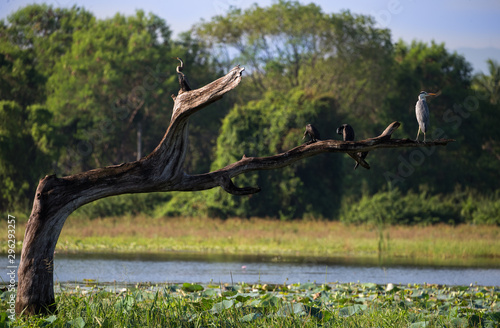 Water bird perched in a dead tree branch on a lake in Sri Lanka