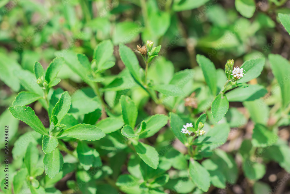 Fresh and sweet green leaves with little flowers of Candyleaf (Stevia Rebaudiana Bertoni) in the organic herbal garden