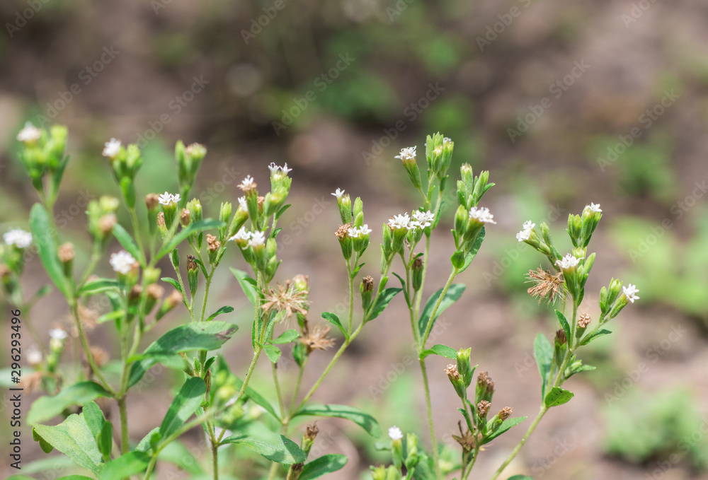 Fresh and sweet green leaves with little flowers of Candyleaf (Stevia Rebaudiana Bertoni) in the organic herbal garden