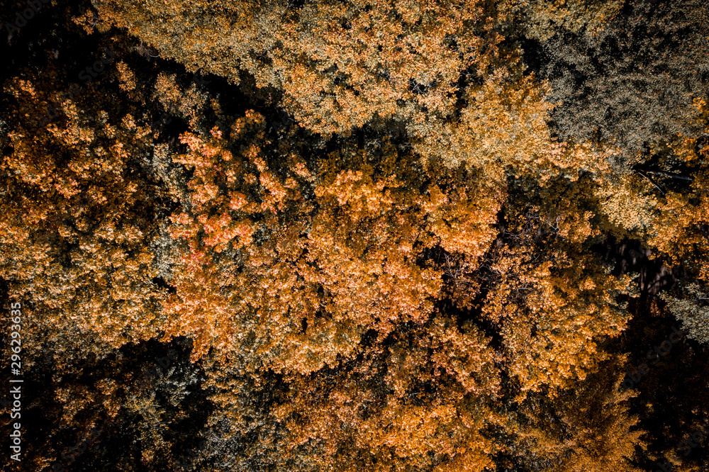 Aerial view of autumn forest. Aerial view of autumn forest.