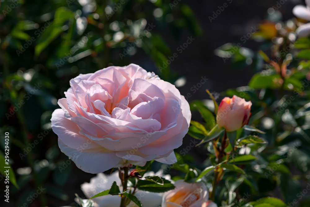 The head of a pink rose close-up in the sunshine on a blurred background of flowers