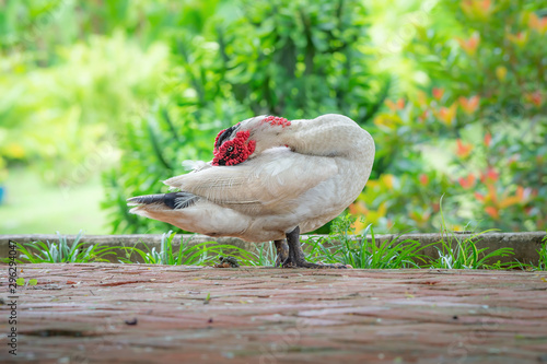 Muscovy duck in domestic park..Duck with red headed  black and white plumage preening wing with big beaks .. photo