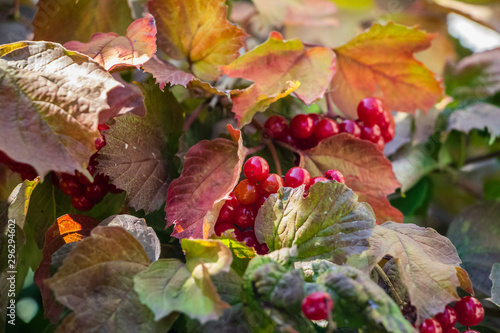 Red viburnum hanging on a branch against the background of yellow leaves.