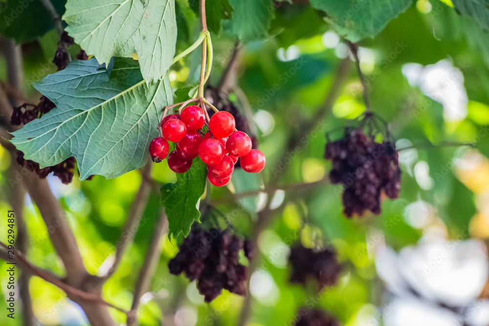 Red viburnum hanging on a tree on a branch with green leaves.. Red viburnum hanging on a tree on a branch with green leaves..
