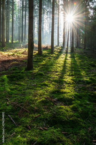 Fototapeta Naklejka Na Ścianę i Meble -  Sunbeams through Foggy Spruce Tree Forest, Moss Covered Forest Floor, Mystical Atmosphere