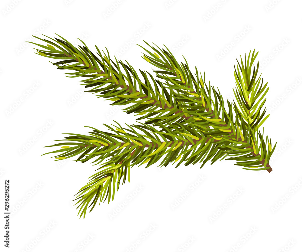 Green Spruce Twig Vector Illustration Isolated On White Background Green Spruce Twig Vector Illustration Isolated On White Background