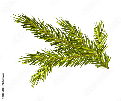 Green Spruce Twig Vector Illustration Isolated On White Background