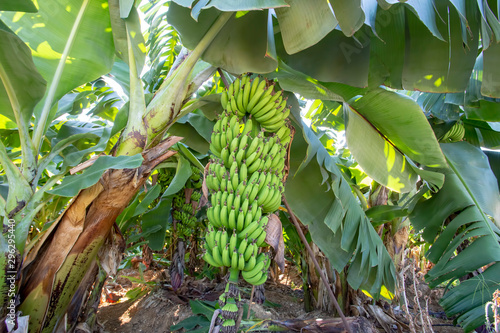 Fresh banana tree, Alanya / Turkey photo