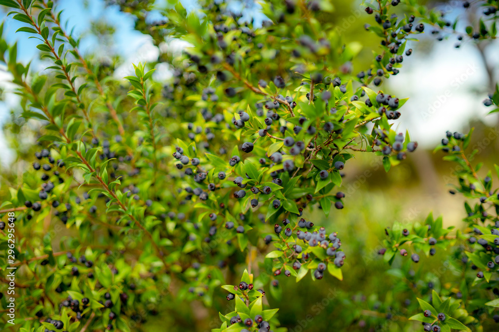 blue berries on a Mediterranean plant, summer