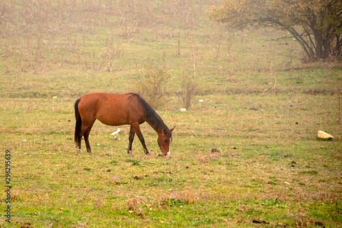A lone horse grazes on fields in a misty haze. © FO_DE