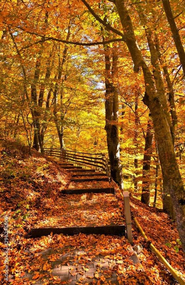 Naklejka premium alley with stairs in autumn forest