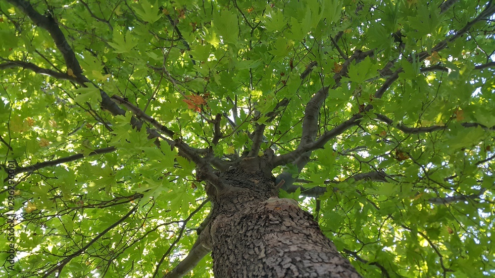 Naklejka premium tree in forest