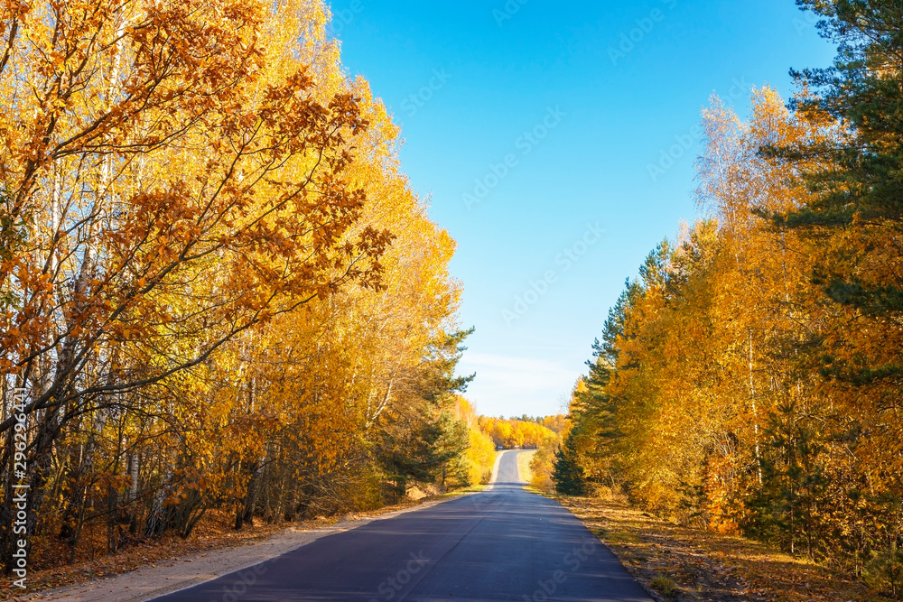 Fototapeta premium A rural road runs through an autumn forest.