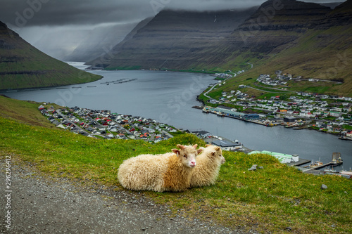 Two small sheep laid down with klaksvik in the background photo