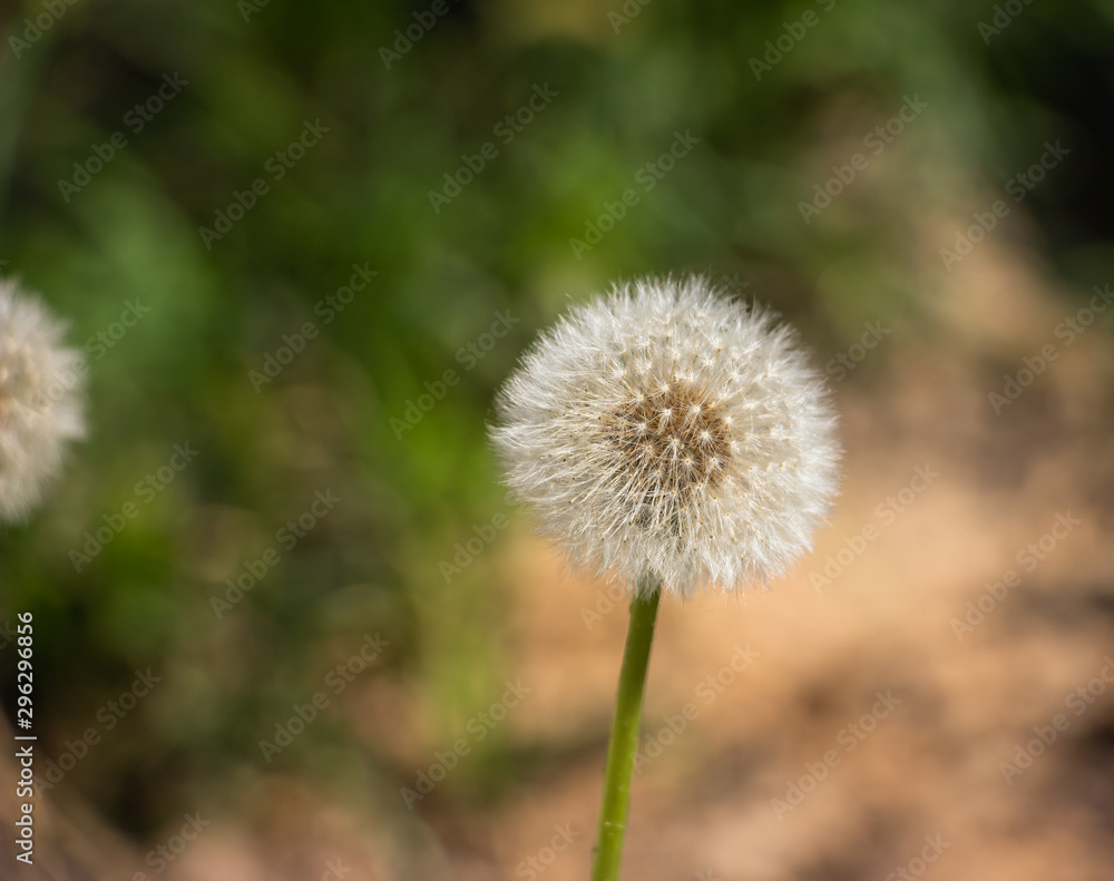 Dandelion on a green background close-up. Macro shot. Background like texture..