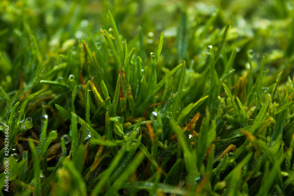 Obraz premium dew on grass