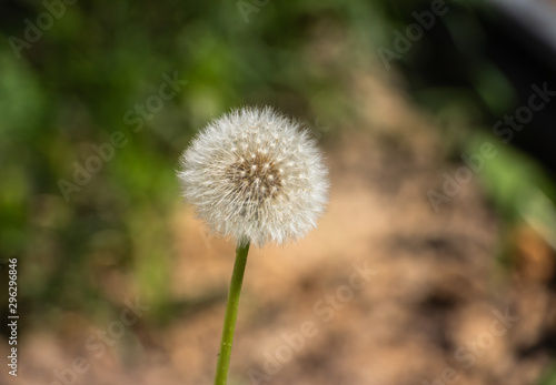 Dandelion on a green background close-up. Macro shot. Background like texture..