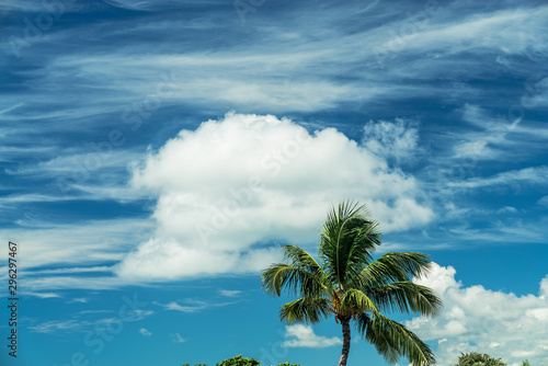 Green palm tree on blue sky and cloud background. Coconut tree in nature.