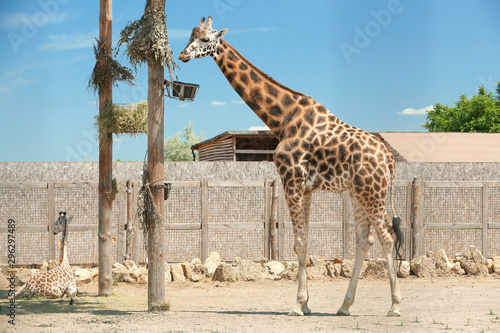 Rothschild giraffes at enclosure in zoo on sunny day