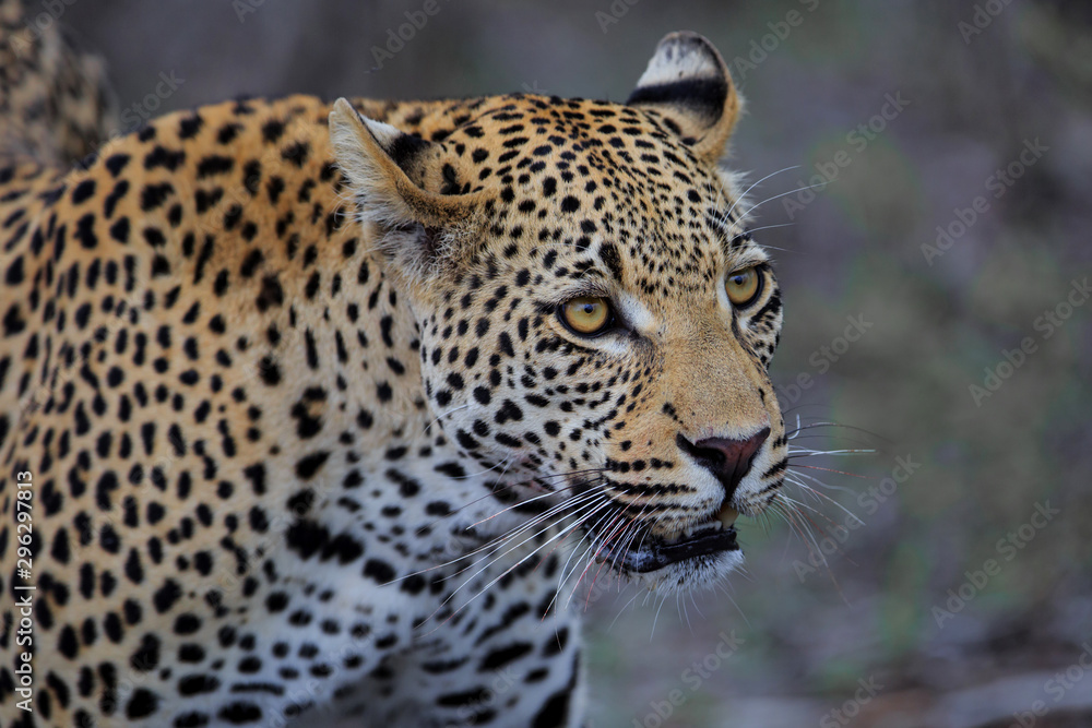Leopard male portrait in a Game Reserve in the Greater Kruger Region in South Africa Leopard male portrait in a Game Reserve in the Greater Kruger Region in South Africa