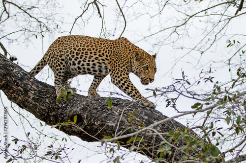 Fototapeta Naklejka Na Ścianę i Meble -  Leopard male in a tree Sabi Sands Game Reserve in the Greater Kruger Region in South Africa