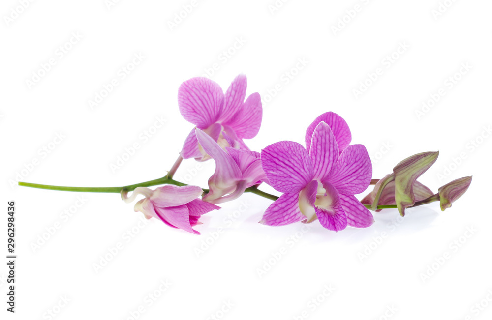 pink orchid flowers isolated on white background - obrazy, fototapety, plakaty 