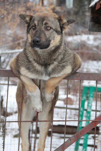 portrait of a dog. the dog on the fence