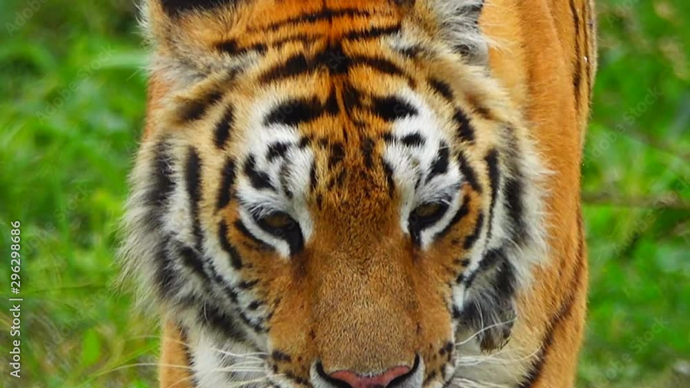 Ussuri tiger is walking on the green grass. Ussuri tiger is walking on the green grass.