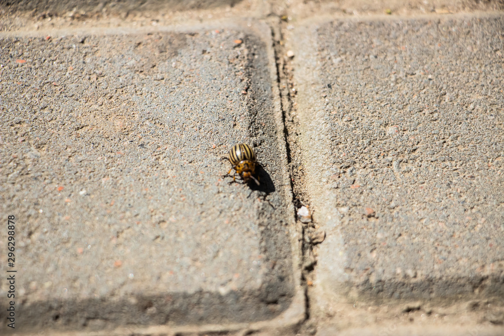 Obraz premium The Colorado potato beetle crawls on the paving gray tiles. Close-up..