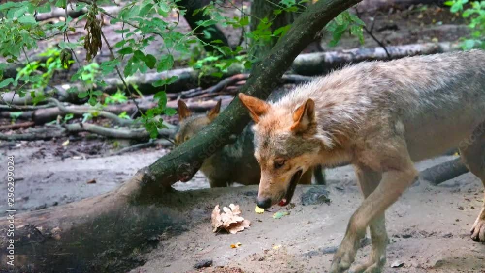 Wolf in the wild among the forest. Wolf in the wild among the forest.