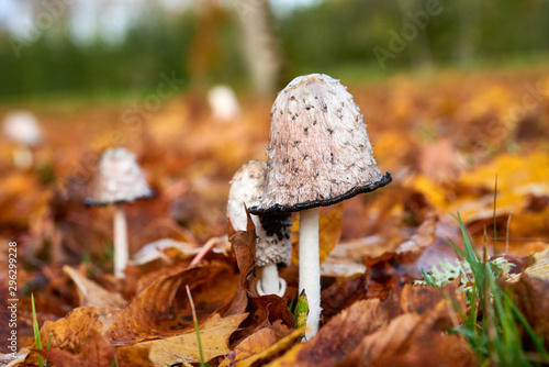 Coprinus Comatus is a comestible mushroom growing in autumn.