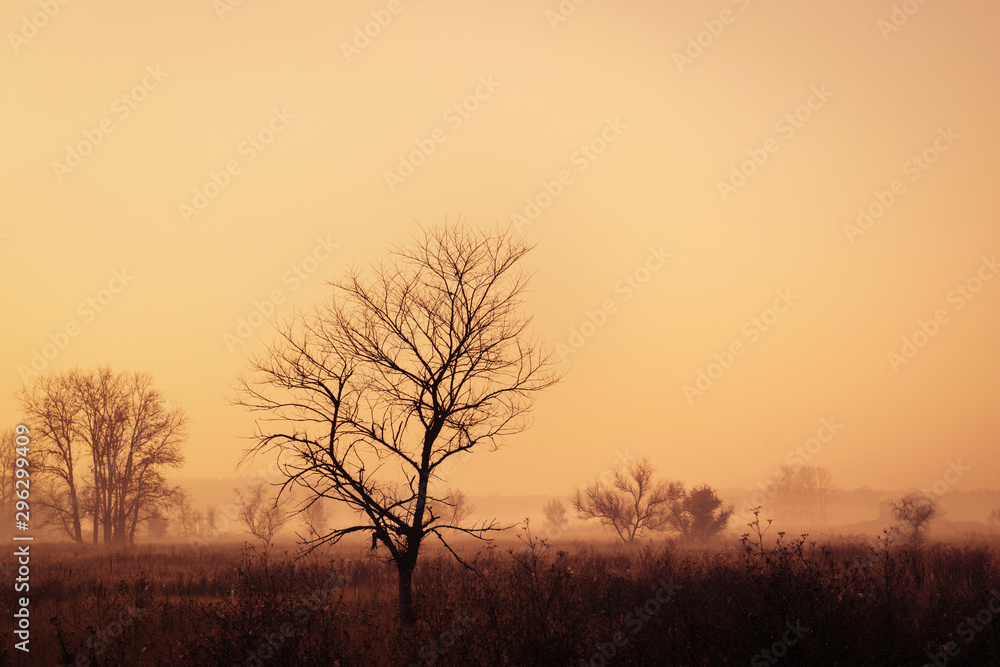 Lonely tree in the middle of a field on a foggy autumn morning Lonely tree in the middle of a field on a foggy autumn morning