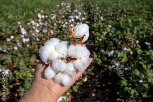 Cotton field, Izmir / Turkey
