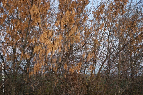 forest in autumn