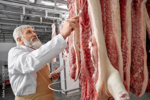 Butcher n refrigerator testing row of fresh pork carcasses. photo