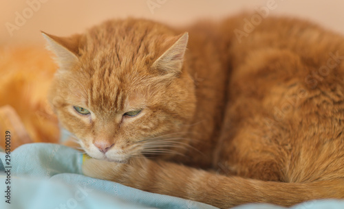Sleepy ginger cat. Selective focus.