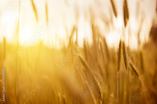A gentle Summer s evening breeze moves softly through freshly ripened ears of wheat dancing in the rays of the setting sun. Golden harvested wheat in warm back light at sunset.
