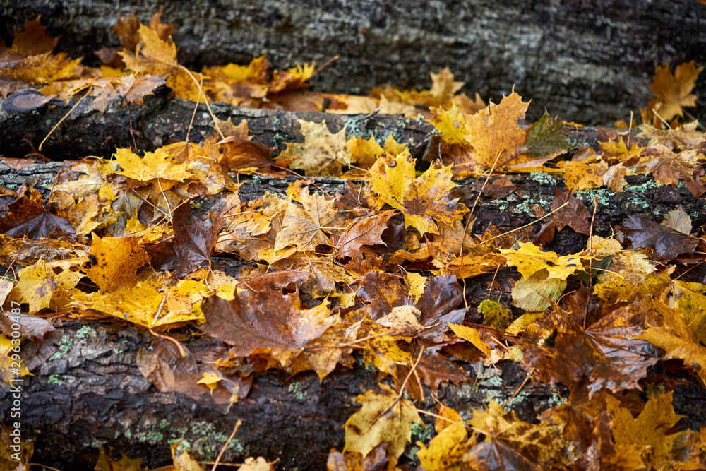 Autumn carpet from dry brown leaves. Fall background. Autumn leaves backdrop. Beautiful autumn season in park.