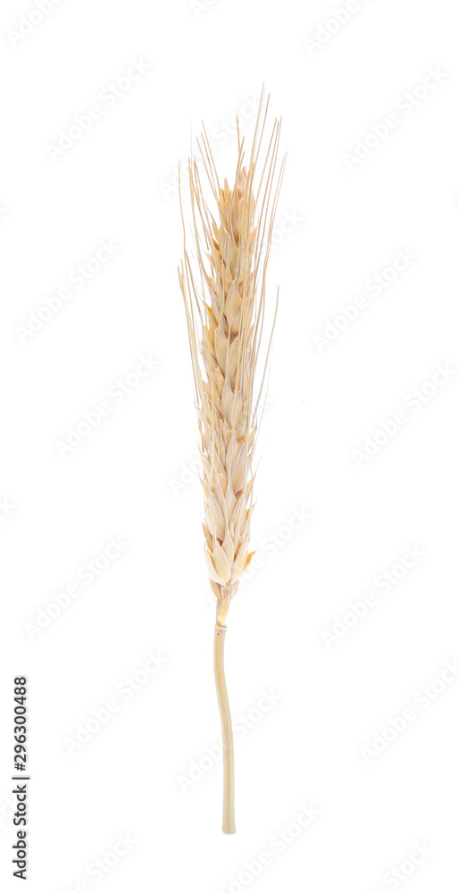 Ear of barley rice on white background Ear of barley rice on white background