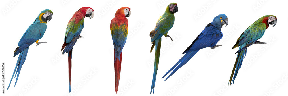 Set of macaw isolated on white background - obrazy, fototapety, plakaty 
