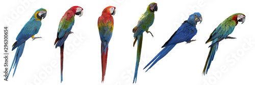 Set of macaw isolated on white background