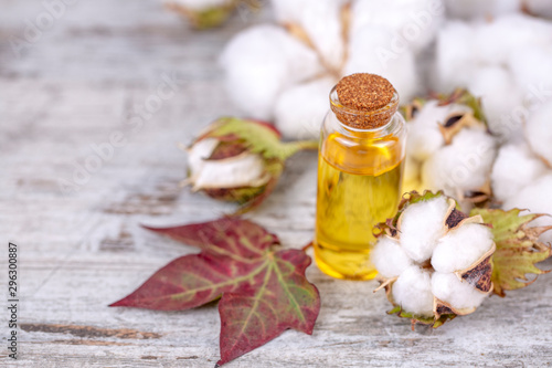Cotton plant and cotton oil