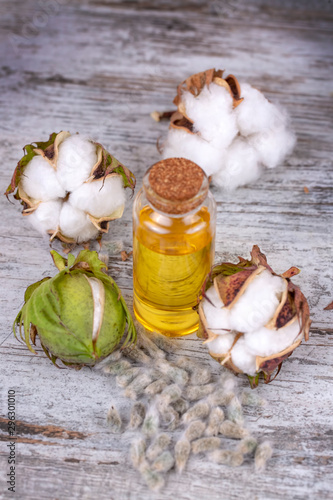 Cotton plant and cotton oil