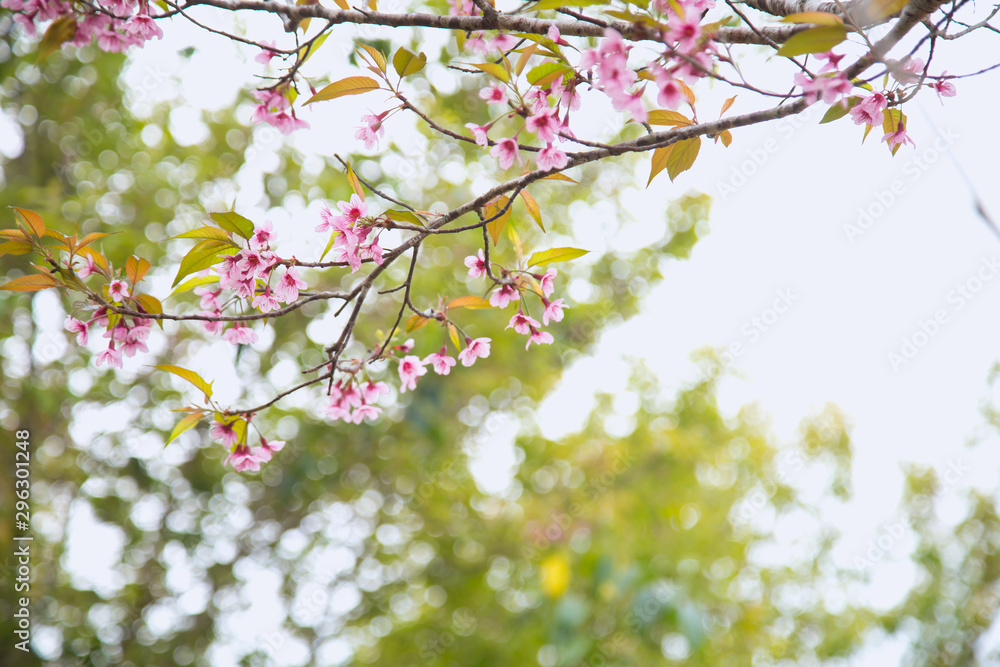 Beautiful cherry blossom or sakura in spring time over sky Beautiful cherry blossom or sakura in spring time over sky