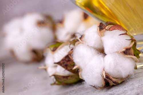 Cotton plant and cotton oil