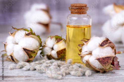 Cotton plant and cotton oil