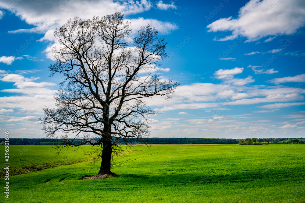 Single tree in the green field with the blue sky and clouds Single tree in the green field with the blue sky and clouds